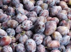 2026��÷֭��ҵ������Ƥ�顷�����÷֭��õ��������ӣ���Ʒ�Ƽ�