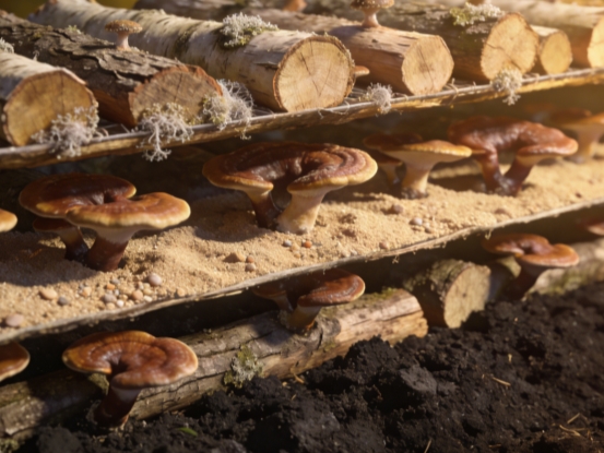 2026��֥�����ͱ�˰�Ƥ�飬Ʒ��ʵ����Ч��˫ά����ѡ����֥�������ĸ�Ʒ�����